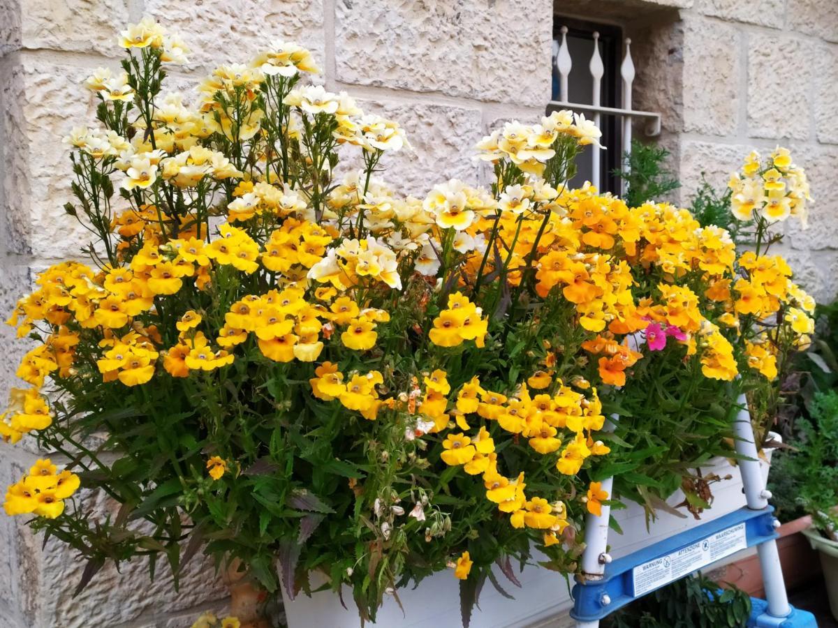 Cozy Garden Leilighet Jerusalem Eksteriør bilde