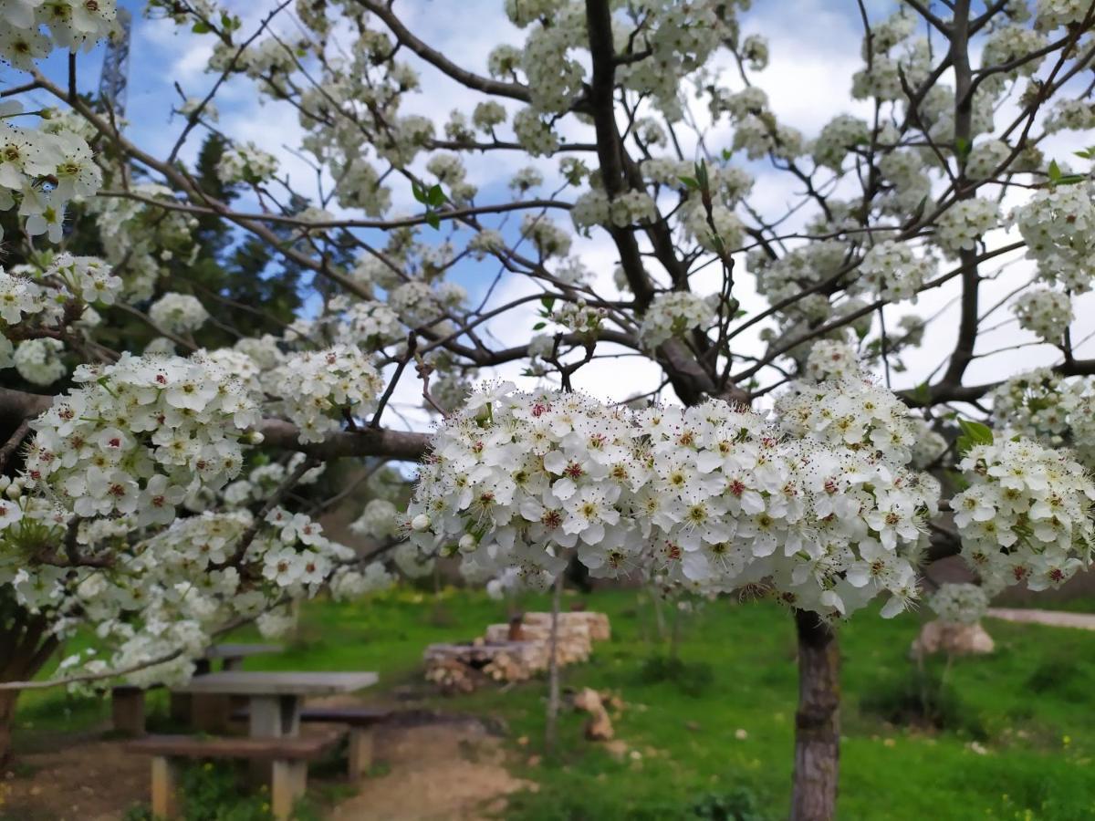 Cozy Garden Leilighet Jerusalem Eksteriør bilde