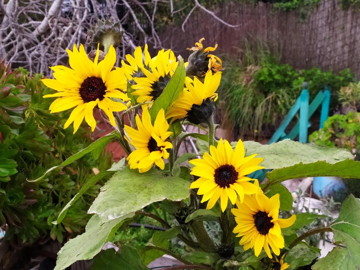 Cozy Garden Leilighet Jerusalem Eksteriør bilde