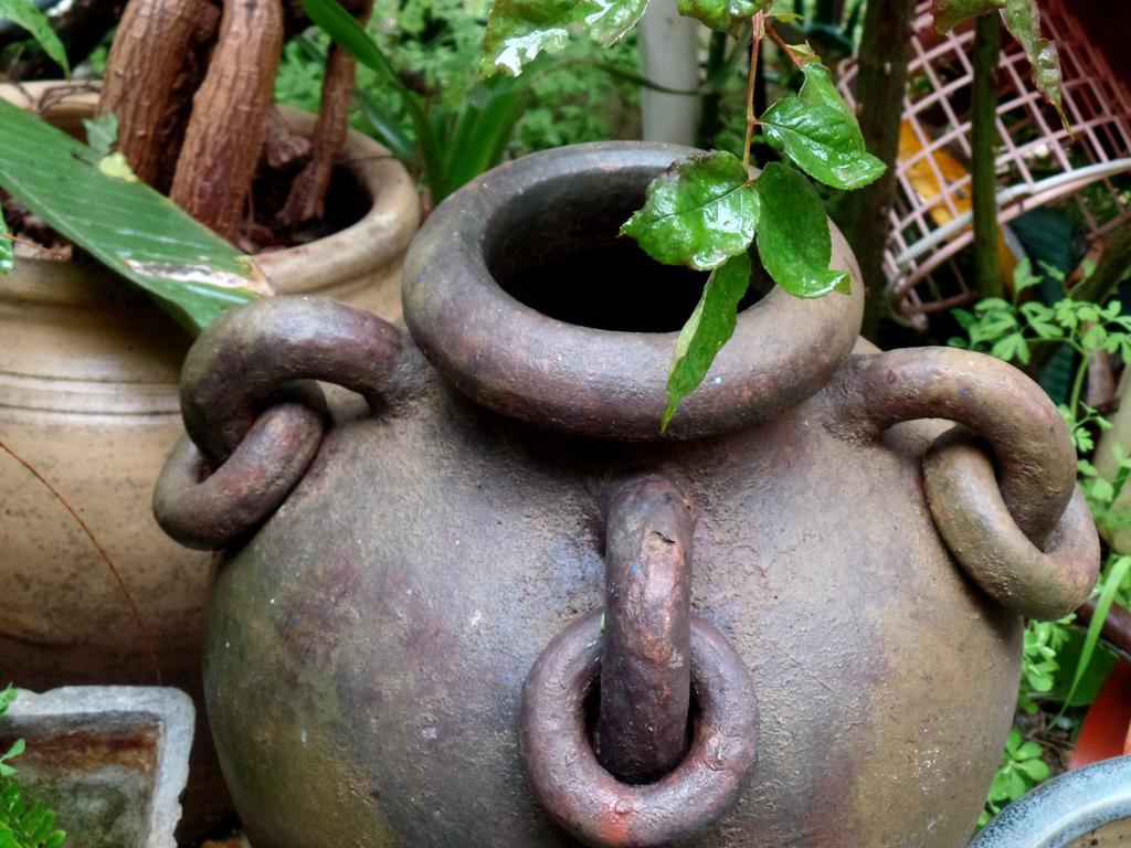 Cozy Garden Leilighet Jerusalem Eksteriør bilde