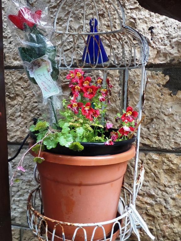 Cozy Garden Leilighet Jerusalem Eksteriør bilde